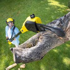 Best Lawn Pest Prevention  in City View, SC